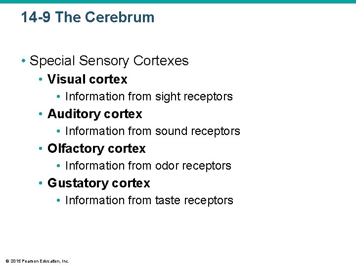 14 -9 The Cerebrum • Special Sensory Cortexes • Visual cortex • Information from 14 -9 The Cerebrum • Special Sensory Cortexes • Visual cortex • Information from