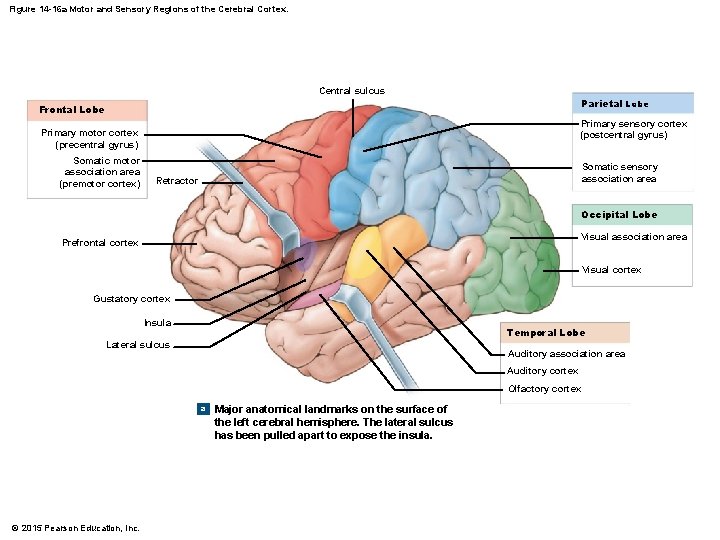 Figure 14 -16 a Motor and Sensory Regions of the Cerebral Cortex. Central sulcus Figure 14 -16 a Motor and Sensory Regions of the Cerebral Cortex. Central sulcus