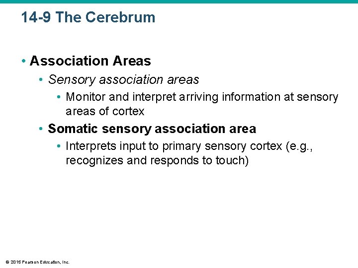 14 -9 The Cerebrum • Association Areas • Sensory association areas • Monitor and 14 -9 The Cerebrum • Association Areas • Sensory association areas • Monitor and