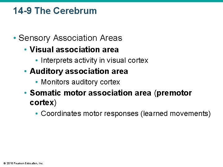 14 -9 The Cerebrum • Sensory Association Areas • Visual association area • Interprets 14 -9 The Cerebrum • Sensory Association Areas • Visual association area • Interprets