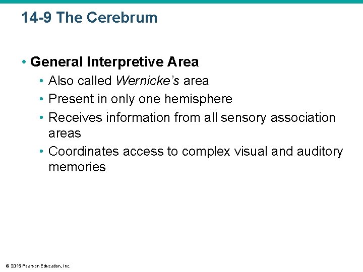 14 -9 The Cerebrum • General Interpretive Area • Also called Wernicke’s area • 14 -9 The Cerebrum • General Interpretive Area • Also called Wernicke’s area •