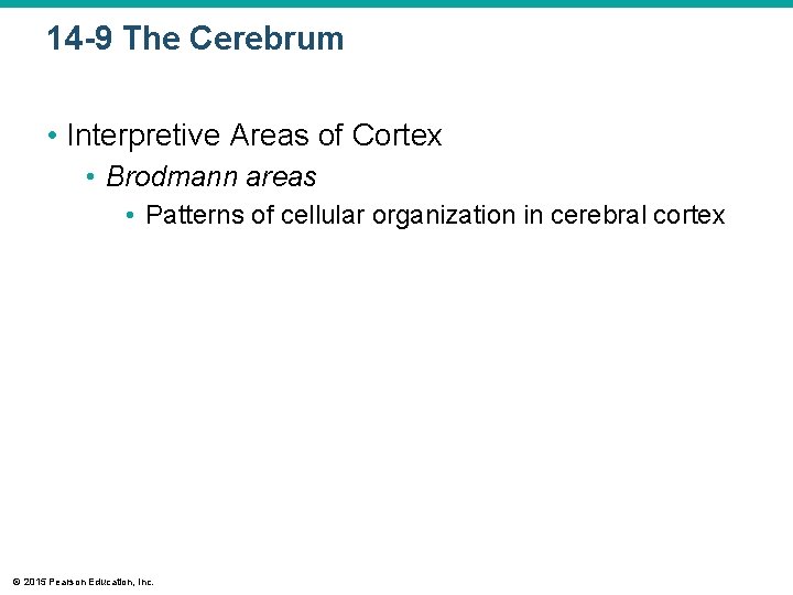 14 -9 The Cerebrum • Interpretive Areas of Cortex • Brodmann areas • Patterns 14 -9 The Cerebrum • Interpretive Areas of Cortex • Brodmann areas • Patterns
