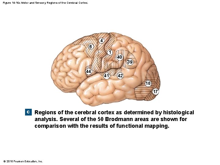 Figure 14 -16 c Motor and Sensory Regions of the Cerebral Cortex. 4 6 Figure 14 -16 c Motor and Sensory Regions of the Cerebral Cortex. 4 6