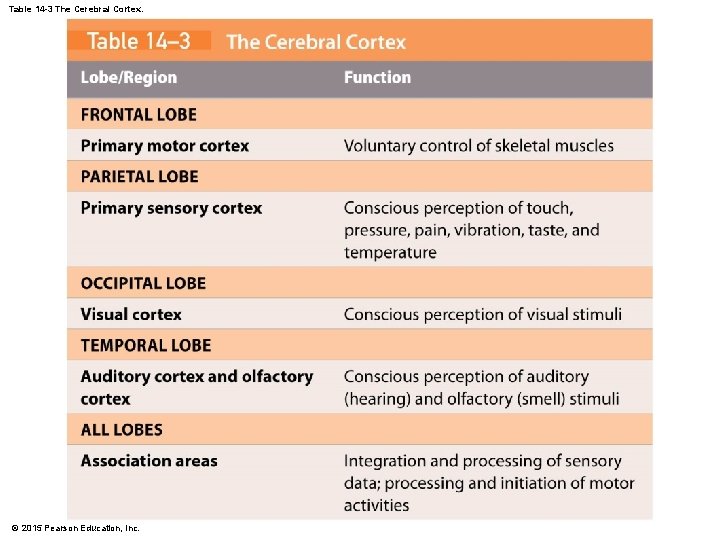 Table 14 -3 The Cerebral Cortex. © 2015 Pearson Education, Inc.  Table 14 -3 The Cerebral Cortex. © 2015 Pearson Education, Inc.