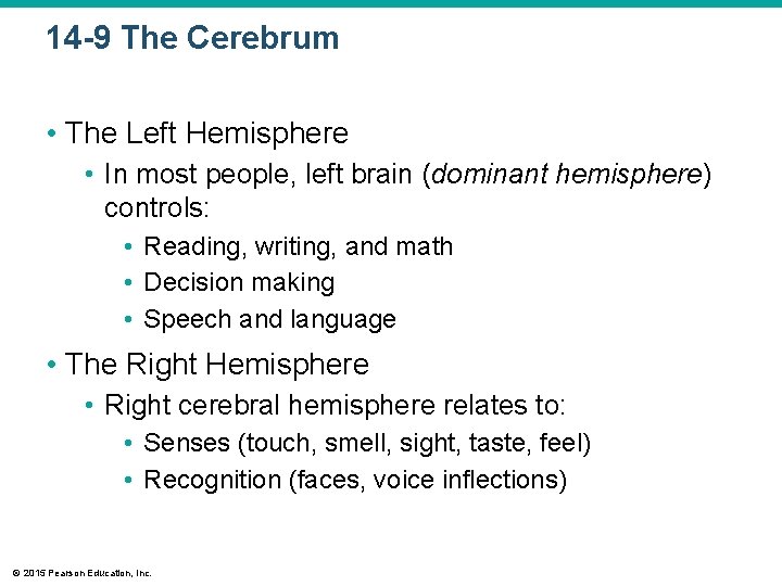 14 -9 The Cerebrum • The Left Hemisphere • In most people, left brain 14 -9 The Cerebrum • The Left Hemisphere • In most people, left brain