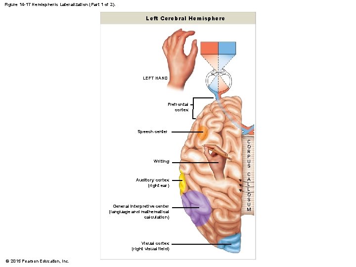 Figure 14 -17 Hemispheric Lateralization (Part 1 of 2). Left Cerebral Hemisphere LEFT HAND Figure 14 -17 Hemispheric Lateralization (Part 1 of 2). Left Cerebral Hemisphere LEFT HAND