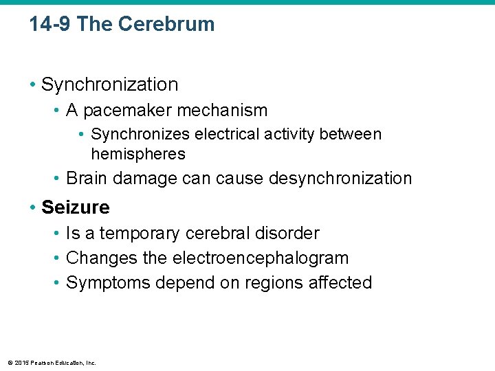 14 -9 The Cerebrum • Synchronization • A pacemaker mechanism • Synchronizes electrical activity 14 -9 The Cerebrum • Synchronization • A pacemaker mechanism • Synchronizes electrical activity