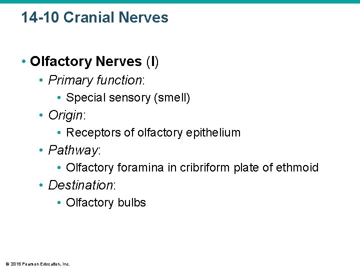 14 -10 Cranial Nerves • Olfactory Nerves (I) • Primary function: • Special sensory 14 -10 Cranial Nerves • Olfactory Nerves (I) • Primary function: • Special sensory