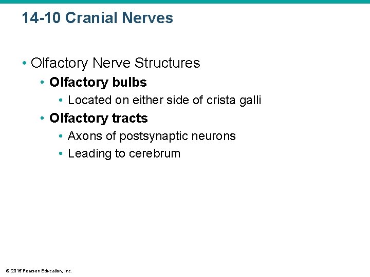 14 -10 Cranial Nerves • Olfactory Nerve Structures • Olfactory bulbs • Located on 14 -10 Cranial Nerves • Olfactory Nerve Structures • Olfactory bulbs • Located on
