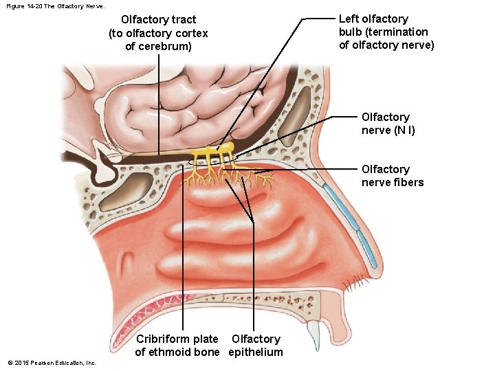 Figure 14 -20 The Olfactory Nerve. Olfactory tract (to olfactory cortex of cerebrum) Left Figure 14 -20 The Olfactory Nerve. Olfactory tract (to olfactory cortex of cerebrum) Left
