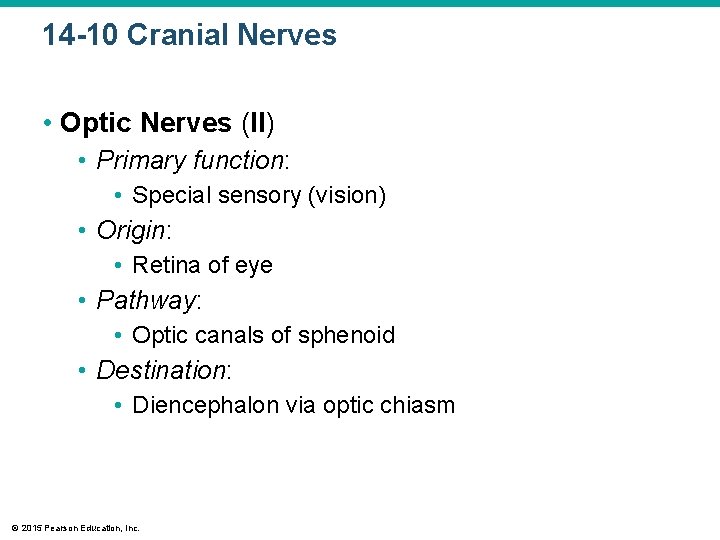14 -10 Cranial Nerves • Optic Nerves (II) • Primary function: • Special sensory 14 -10 Cranial Nerves • Optic Nerves (II) • Primary function: • Special sensory