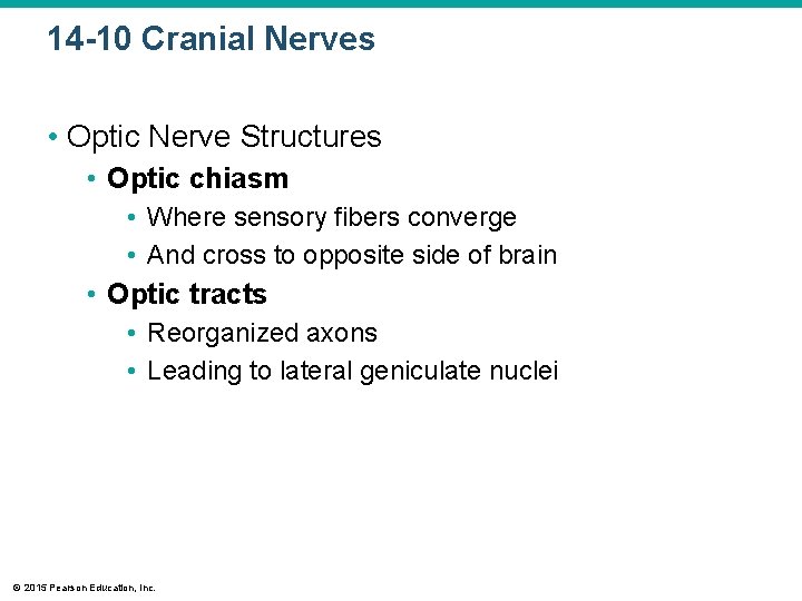 14 -10 Cranial Nerves • Optic Nerve Structures • Optic chiasm • Where sensory 14 -10 Cranial Nerves • Optic Nerve Structures • Optic chiasm • Where sensory