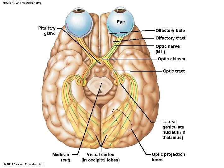 Figure 14 -21 The Optic Nerve. Eye Pituitary gland Olfactory bulb Olfactory tract Optic Figure 14 -21 The Optic Nerve. Eye Pituitary gland Olfactory bulb Olfactory tract Optic