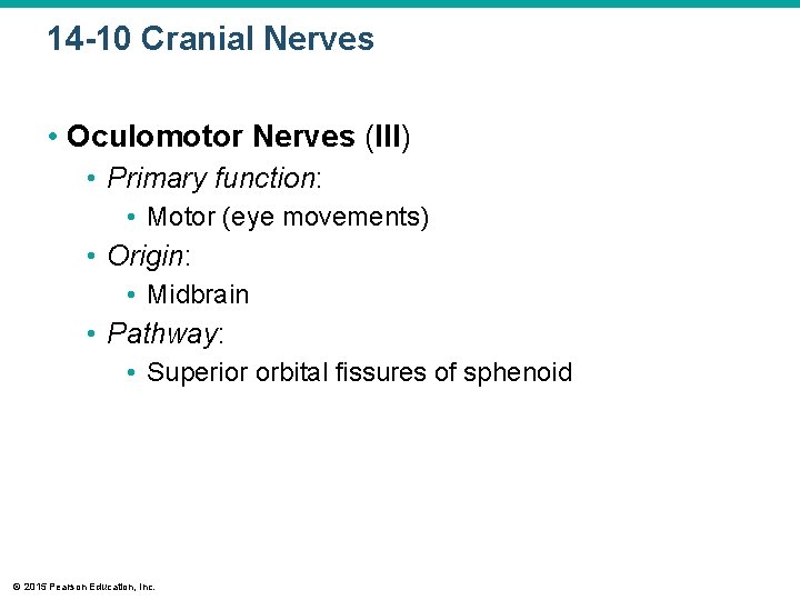 14 -10 Cranial Nerves • Oculomotor Nerves (III) • Primary function: • Motor (eye 14 -10 Cranial Nerves • Oculomotor Nerves (III) • Primary function: • Motor (eye