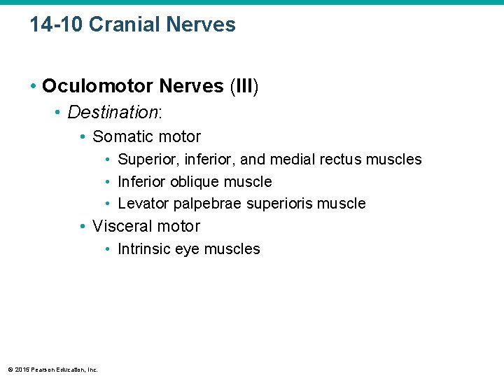 14 -10 Cranial Nerves • Oculomotor Nerves (III) • Destination: • Somatic motor • 14 -10 Cranial Nerves • Oculomotor Nerves (III) • Destination: • Somatic motor •