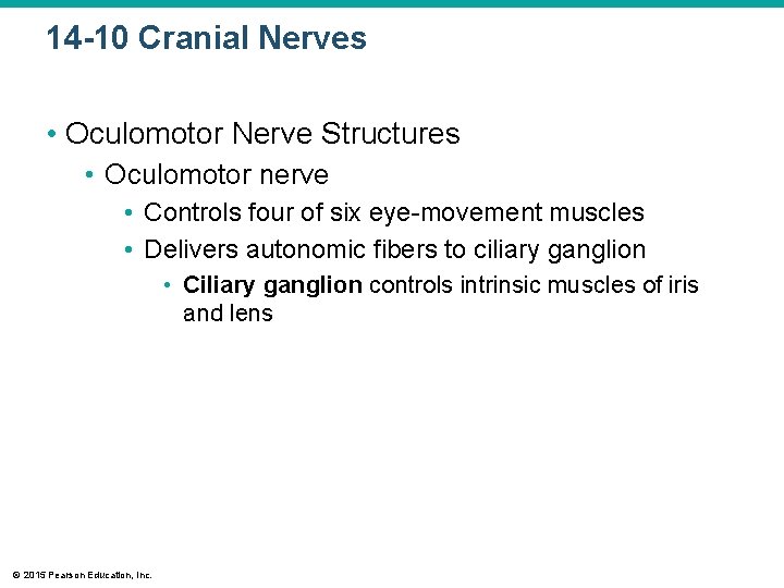 14 -10 Cranial Nerves • Oculomotor Nerve Structures • Oculomotor nerve • Controls four 14 -10 Cranial Nerves • Oculomotor Nerve Structures • Oculomotor nerve • Controls four