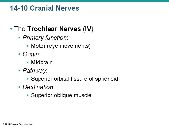 14 -10 Cranial Nerves • The Trochlear Nerves (IV) • Primary function: • Motor 14 -10 Cranial Nerves • The Trochlear Nerves (IV) • Primary function: • Motor
