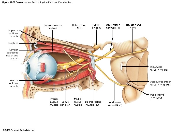 Figure 14 -22 Cranial Nerves Controlling the Extrinsic Eye Muscles. Superior oblique muscle Superior Figure 14 -22 Cranial Nerves Controlling the Extrinsic Eye Muscles. Superior oblique muscle Superior