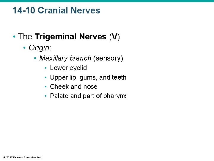 14 -10 Cranial Nerves • The Trigeminal Nerves (V) • Origin: • Maxillary branch 14 -10 Cranial Nerves • The Trigeminal Nerves (V) • Origin: • Maxillary branch