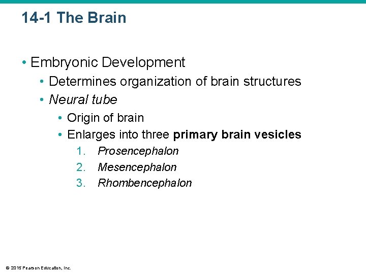 14 -1 The Brain • Embryonic Development • Determines organization of brain structures • 14 -1 The Brain • Embryonic Development • Determines organization of brain structures •