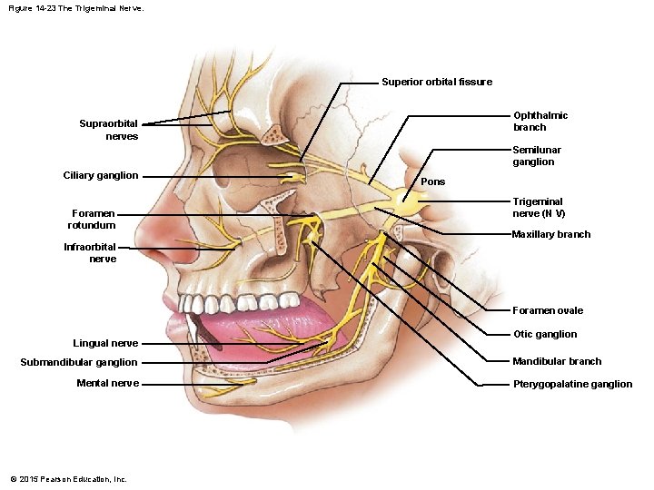 Figure 14 -23 The Trigeminal Nerve. Superior orbital fissure Ophthalmic branch Supraorbital nerves Semilunar Figure 14 -23 The Trigeminal Nerve. Superior orbital fissure Ophthalmic branch Supraorbital nerves Semilunar