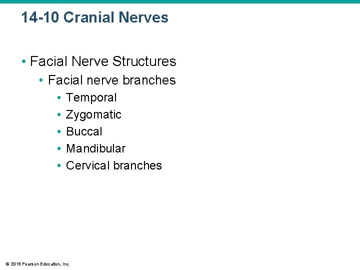14 -10 Cranial Nerves • Facial Nerve Structures • Facial nerve branches • • 14 -10 Cranial Nerves • Facial Nerve Structures • Facial nerve branches • •