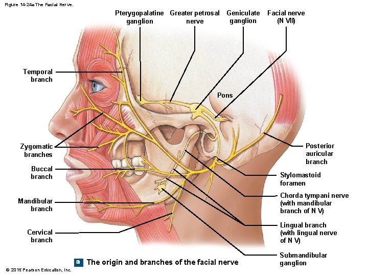 Figure 14 -24 a The Facial Nerve. Pterygopalatine Greater petrosal ganglion nerve Geniculate ganglion Figure 14 -24 a The Facial Nerve. Pterygopalatine Greater petrosal ganglion nerve Geniculate ganglion