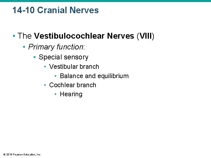 14 -10 Cranial Nerves • The Vestibulocochlear Nerves (VIII) • Primary function: • Special 14 -10 Cranial Nerves • The Vestibulocochlear Nerves (VIII) • Primary function: • Special