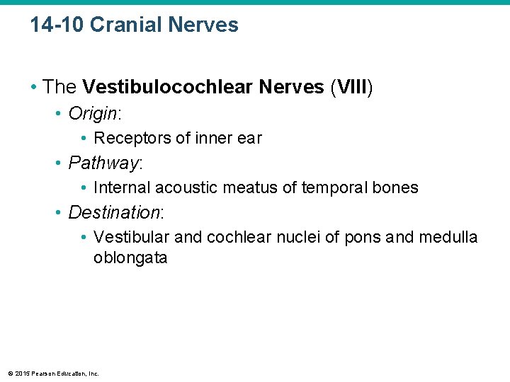 14 -10 Cranial Nerves • The Vestibulocochlear Nerves (VIII) • Origin: • Receptors of 14 -10 Cranial Nerves • The Vestibulocochlear Nerves (VIII) • Origin: • Receptors of