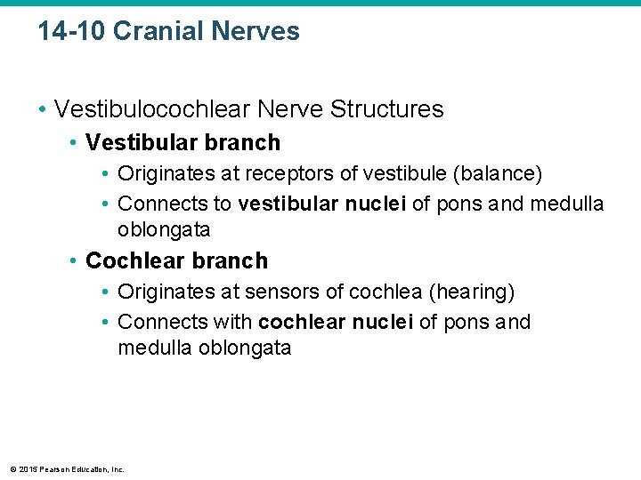 14 -10 Cranial Nerves • Vestibulocochlear Nerve Structures • Vestibular branch • Originates at 14 -10 Cranial Nerves • Vestibulocochlear Nerve Structures • Vestibular branch • Originates at
