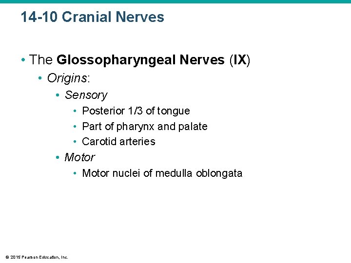 14 -10 Cranial Nerves • The Glossopharyngeal Nerves (IX) • Origins: • Sensory • 14 -10 Cranial Nerves • The Glossopharyngeal Nerves (IX) • Origins: • Sensory •