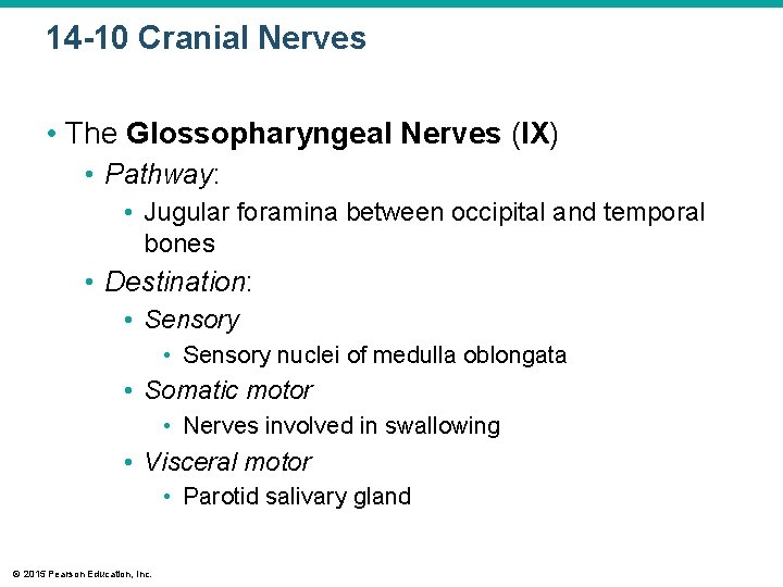 14 -10 Cranial Nerves • The Glossopharyngeal Nerves (IX) • Pathway: • Jugular foramina 14 -10 Cranial Nerves • The Glossopharyngeal Nerves (IX) • Pathway: • Jugular foramina