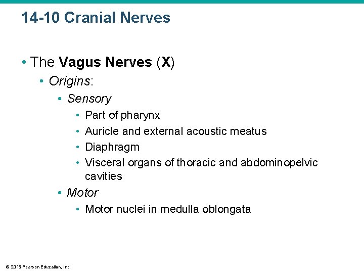 14 -10 Cranial Nerves • The Vagus Nerves (X) • Origins: • Sensory • 14 -10 Cranial Nerves • The Vagus Nerves (X) • Origins: • Sensory •