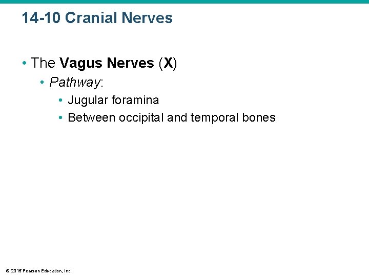 14 -10 Cranial Nerves • The Vagus Nerves (X) • Pathway: • Jugular foramina 14 -10 Cranial Nerves • The Vagus Nerves (X) • Pathway: • Jugular foramina