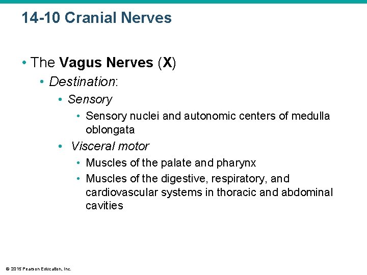 14 -10 Cranial Nerves • The Vagus Nerves (X) • Destination: • Sensory nuclei 14 -10 Cranial Nerves • The Vagus Nerves (X) • Destination: • Sensory nuclei