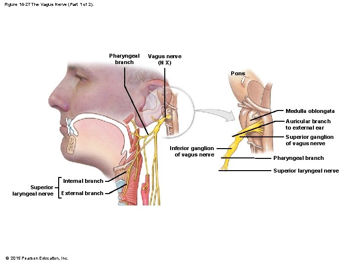 Figure 14 -27 The Vagus Nerve (Part 1 of 2). Pharyngeal branch Vagus nerve Figure 14 -27 The Vagus Nerve (Part 1 of 2). Pharyngeal branch Vagus nerve