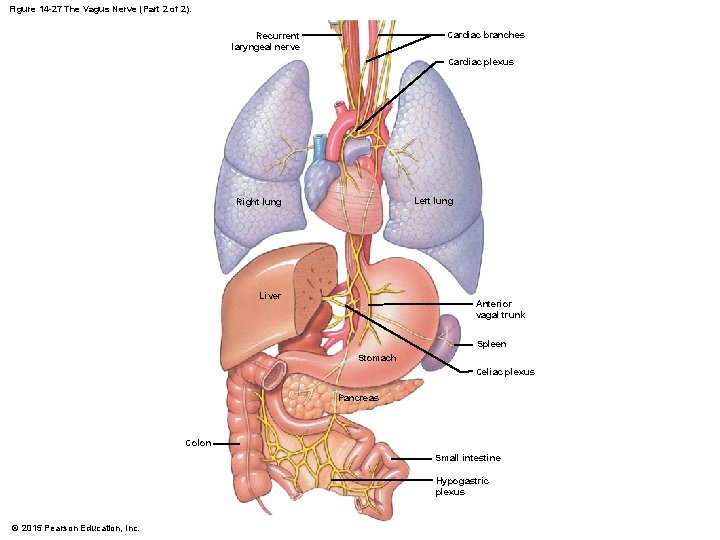 Figure 14 -27 The Vagus Nerve (Part 2 of 2). Cardiac branches Recurrent laryngeal Figure 14 -27 The Vagus Nerve (Part 2 of 2). Cardiac branches Recurrent laryngeal