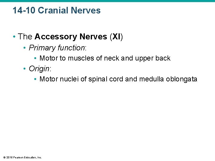14 -10 Cranial Nerves • The Accessory Nerves (XI) • Primary function: • Motor 14 -10 Cranial Nerves • The Accessory Nerves (XI) • Primary function: • Motor