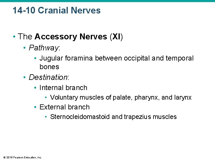 14 -10 Cranial Nerves • The Accessory Nerves (XI) • Pathway: • Jugular foramina 14 -10 Cranial Nerves • The Accessory Nerves (XI) • Pathway: • Jugular foramina