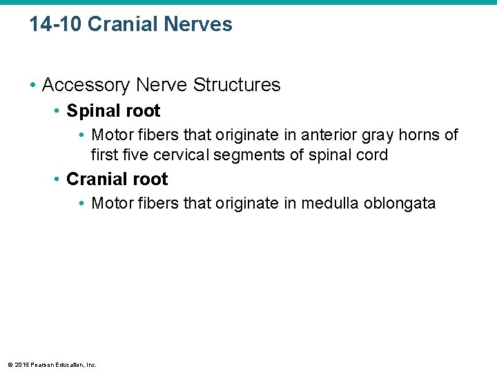 14 -10 Cranial Nerves • Accessory Nerve Structures • Spinal root • Motor fibers 14 -10 Cranial Nerves • Accessory Nerve Structures • Spinal root • Motor fibers