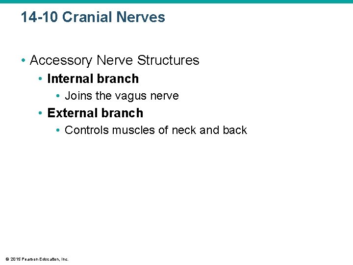 14 -10 Cranial Nerves • Accessory Nerve Structures • Internal branch • Joins the 14 -10 Cranial Nerves • Accessory Nerve Structures • Internal branch • Joins the