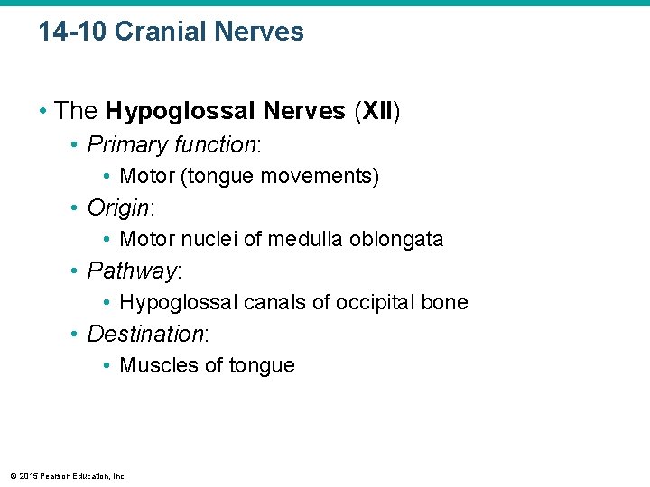 14 -10 Cranial Nerves • The Hypoglossal Nerves (XII) • Primary function: • Motor 14 -10 Cranial Nerves • The Hypoglossal Nerves (XII) • Primary function: • Motor