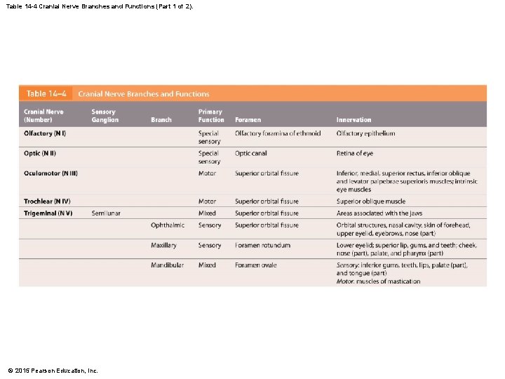 Table 14 -4 Cranial Nerve Branches and Functions (Part 1 of 2). © 2015 Table 14 -4 Cranial Nerve Branches and Functions (Part 1 of 2). © 2015