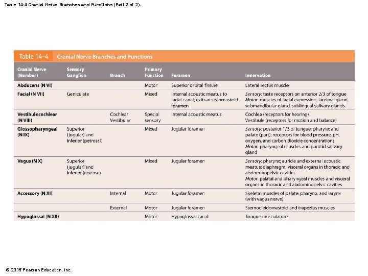 Table 14 -4 Cranial Nerve Branches and Functions (Part 2 of 2). © 2015 Table 14 -4 Cranial Nerve Branches and Functions (Part 2 of 2). © 2015