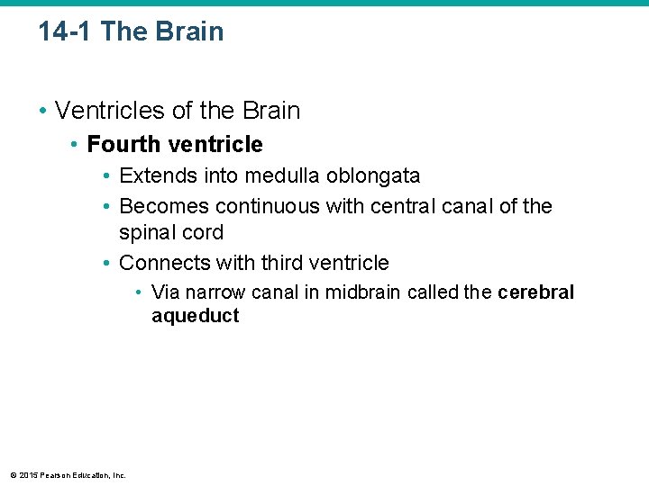 14 -1 The Brain • Ventricles of the Brain • Fourth ventricle • Extends 14 -1 The Brain • Ventricles of the Brain • Fourth ventricle • Extends