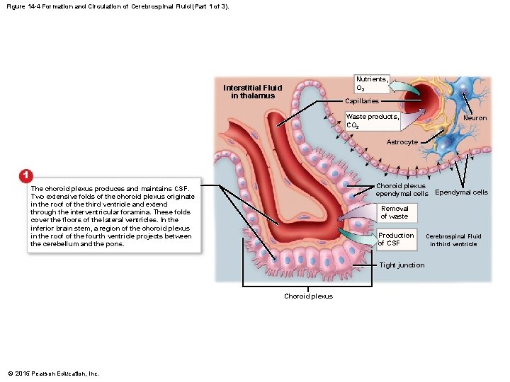 Figure 14 -4 Formation and Circulation of Cerebrospinal Fluid (Part 1 of 3). Nutrients, Figure 14 -4 Formation and Circulation of Cerebrospinal Fluid (Part 1 of 3). Nutrients,