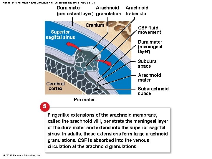 Figure 14 -4 Formation and Circulation of Cerebrospinal Fluid (Part 3 of 3). Dura Figure 14 -4 Formation and Circulation of Cerebrospinal Fluid (Part 3 of 3). Dura