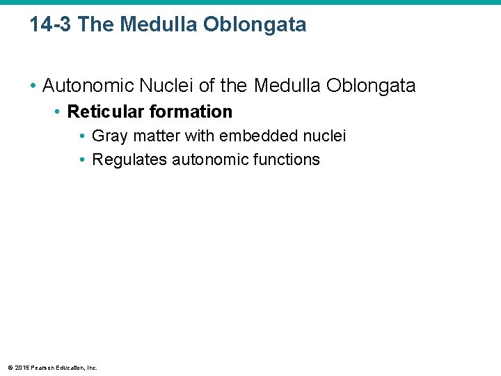 14 -3 The Medulla Oblongata • Autonomic Nuclei of the Medulla Oblongata • Reticular 14 -3 The Medulla Oblongata • Autonomic Nuclei of the Medulla Oblongata • Reticular