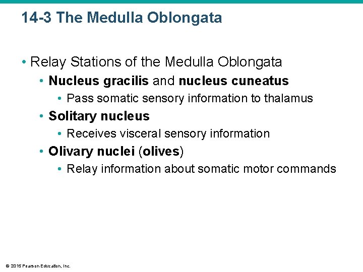 14 -3 The Medulla Oblongata • Relay Stations of the Medulla Oblongata • Nucleus 14 -3 The Medulla Oblongata • Relay Stations of the Medulla Oblongata • Nucleus
