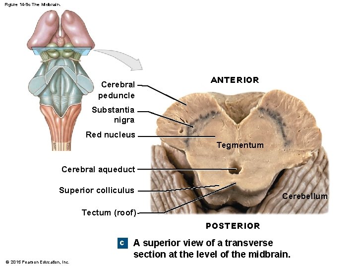 Figure 14 -9 c The Midbrain. Cerebral peduncle ANTERIOR Substantia nigra Red nucleus Tegmentum Figure 14 -9 c The Midbrain. Cerebral peduncle ANTERIOR Substantia nigra Red nucleus Tegmentum